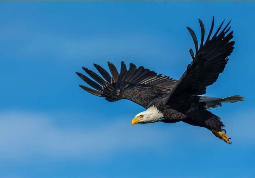 628b99885e2ba16b8b11e399 Soaring Eagle