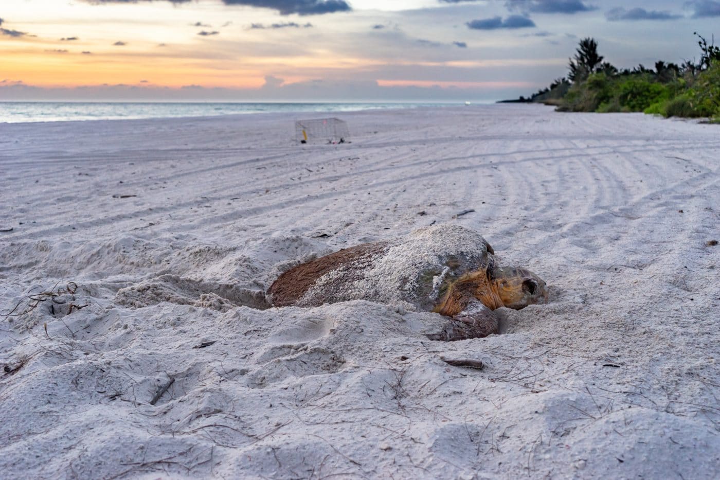 CSWFL Sea Turtle Nesting Dawn 2022 CSWSFLpermit MTP 116 