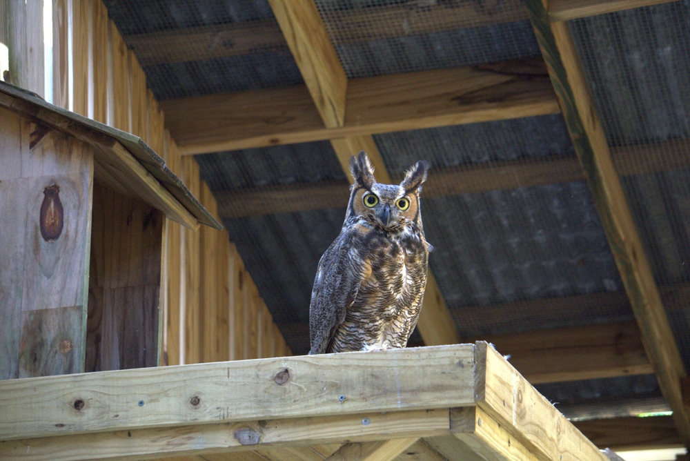 Great horned owl perched
