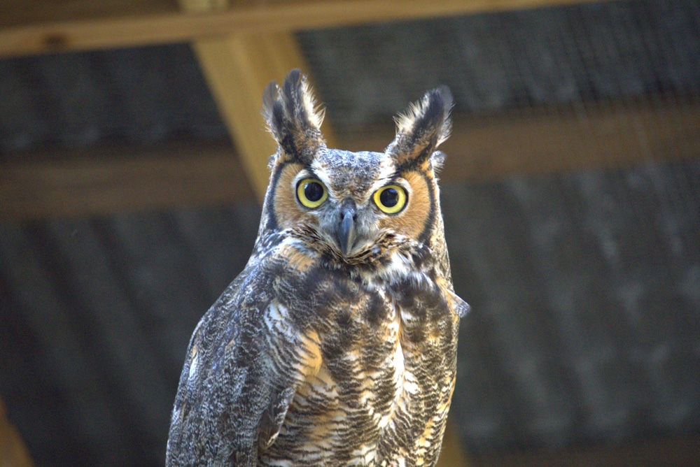 Great Horned Owl