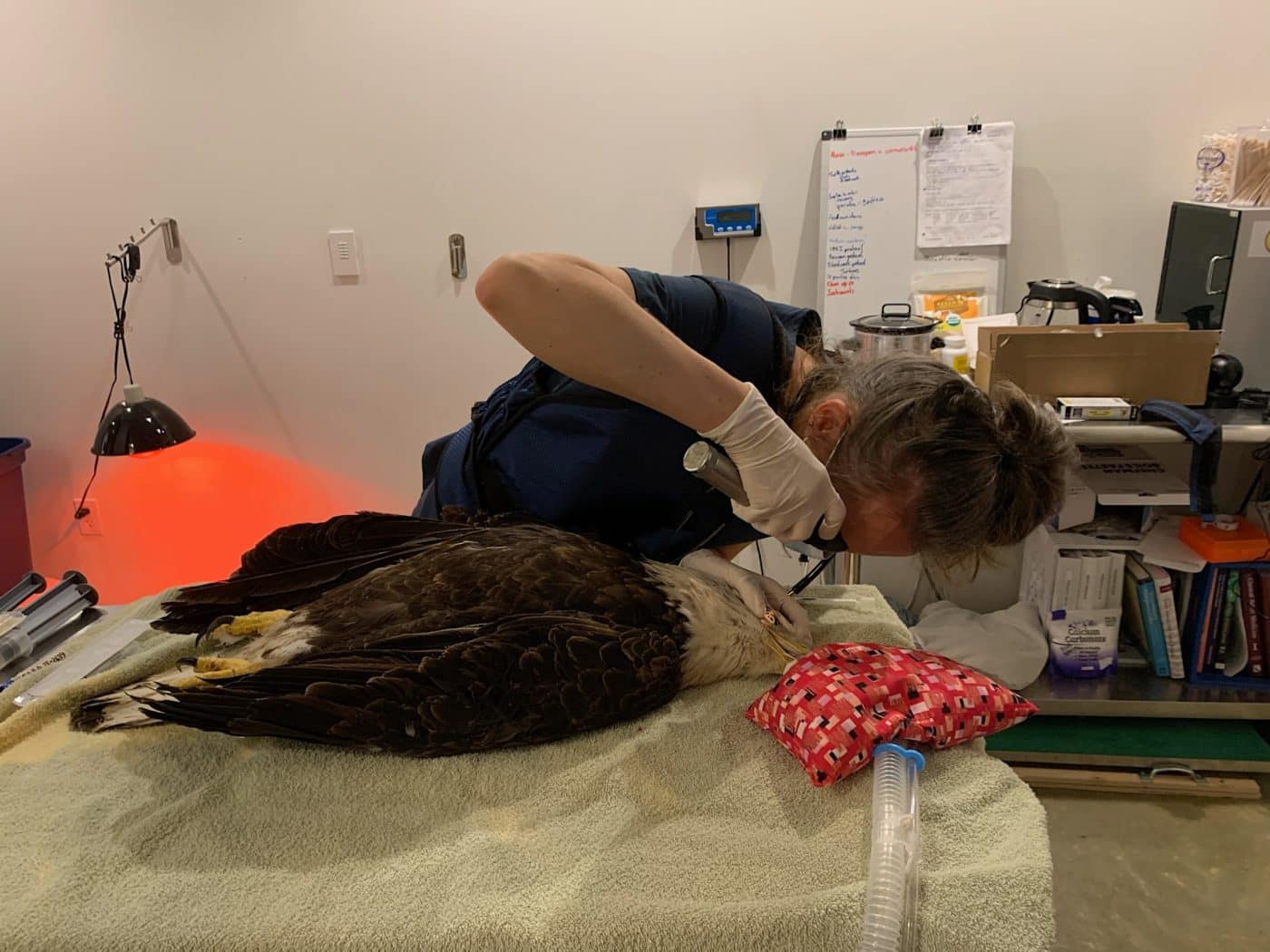 bald eagle is examined at the wildlife hospital
