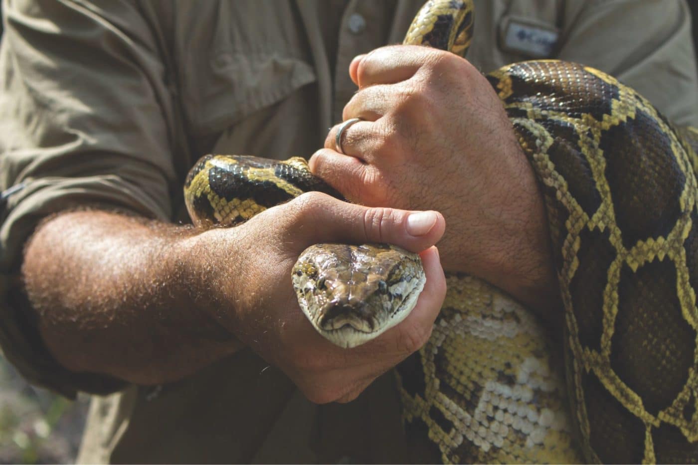 Ian Bartoszek Python Head Close Up