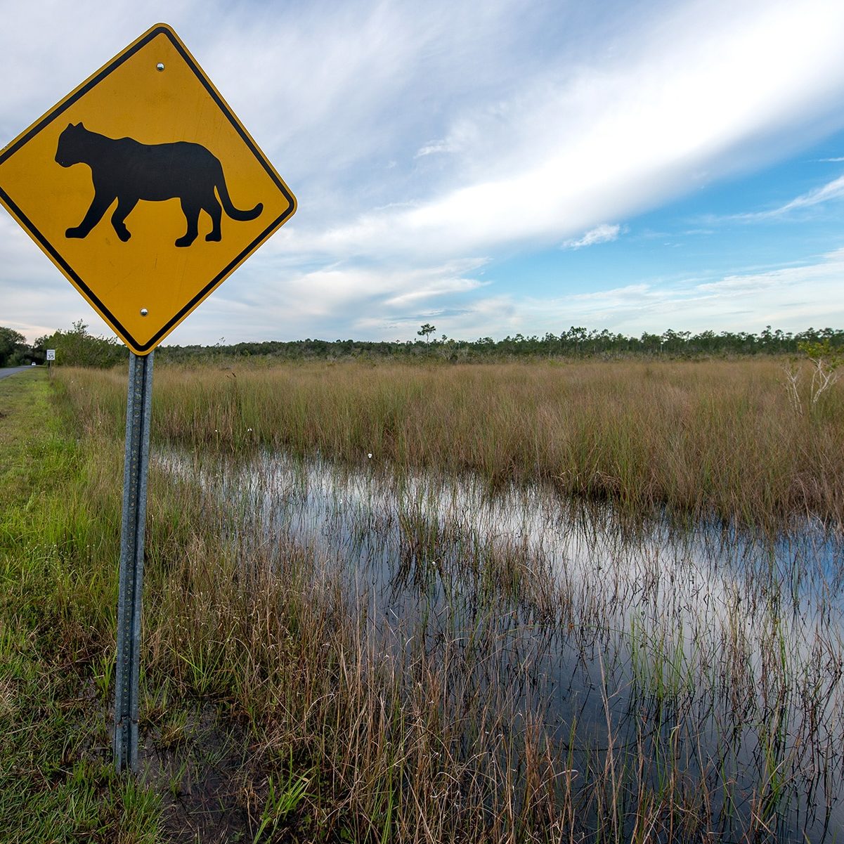 Policy Page - Panther Crossing Sign