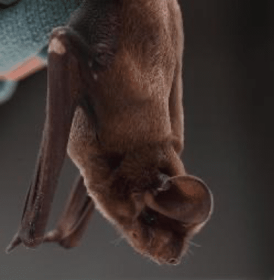 bonneted bat
