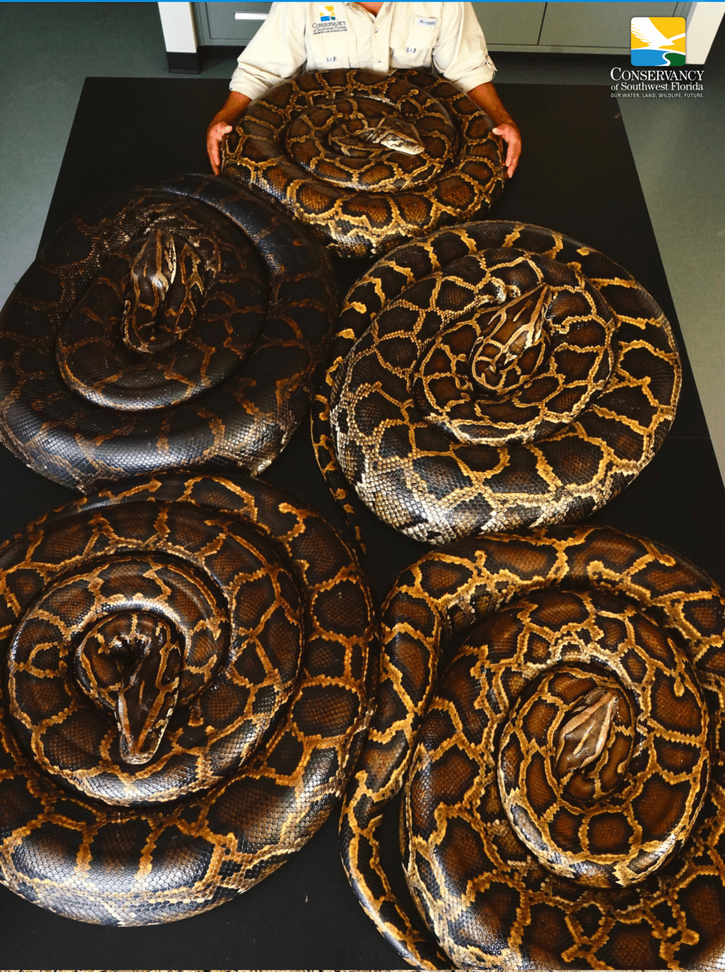 Pictured is 700 lbs of Burmese python captured during Conservancy of Southwest Florida's record 6,3000 lb capture season