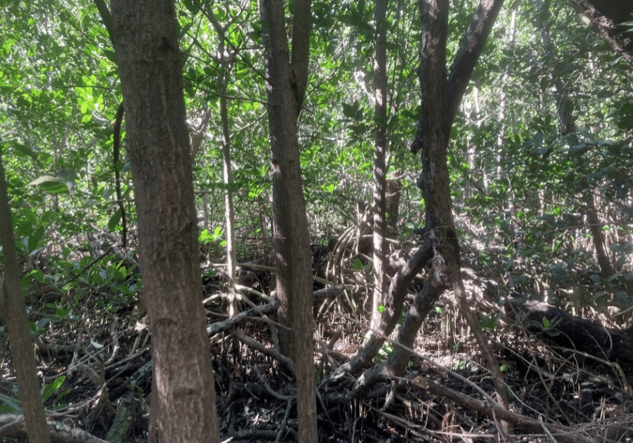 Mangrove System